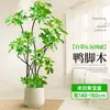 Forma Pie de Pato Madera Sala de Estar Maceta Grande Planta Verde Interior Sala de Estar Grande de Pie Flor Real Pila Vieja Pie de Pato Madera
