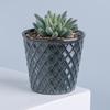Maceta Creativa Carnosa de Planta Hecha a Medida con Patrón de Escamas de Pez Sistema de Color Morandi Minimalista Nórdico Hermosa Decoración de Mesa de Comedor