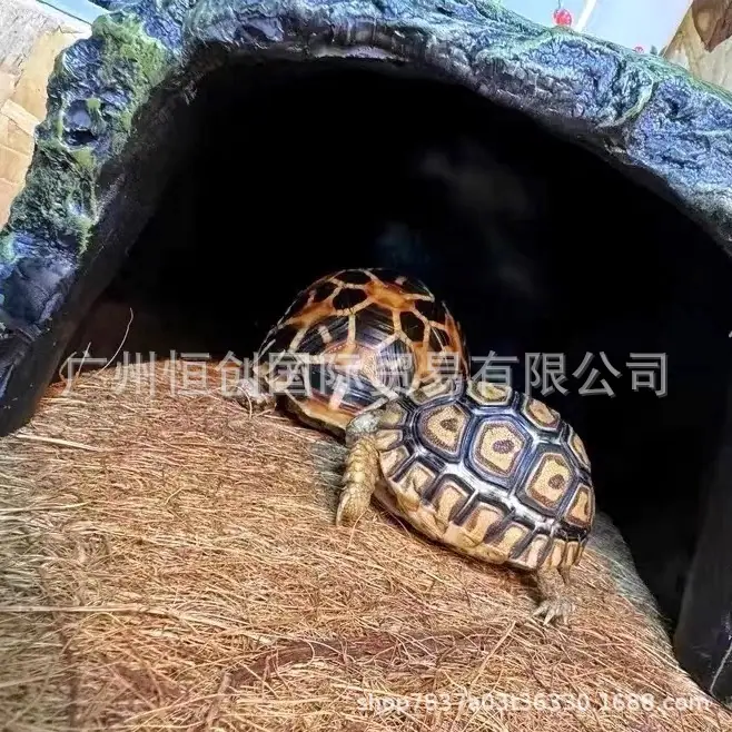 椰垫13.JPG