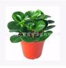 Plantas de Interior em Vaso com Folhas Verdes: Pothos, Menta, Planta Cobra, Árvore do Dinheiro, Jasmim e Outras Combinações de Plantas Verdes