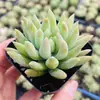 Base de planta suculenta autoproducida y autovendida al por mayor suculentas pequeñas combinación de flores plantas en maceta plantas carnosas Lithops Haworthia