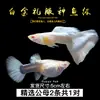 Guppies de Raça Pura, Peixes Ornamentais de Água Doce Pequenos, Peixes Tropicais Fáceis de Criar, Peixes Vivos, Peixes Limpadores, Kinguios Zebra, Peixes Pequenos, Alevinos