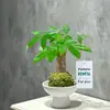 Planta Dinheiro Musgo BolaEstilo Ins Planta de Escritório Que Atrai Riqueza, Planta em Vaso Fácil de Cuidar para Iniciantes, Planta Verde e Flor para a Sala de Estar