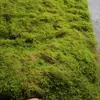 Grama Artificial com Flocagem Pedra Gramado Musgo Pedra Bonsai Planta Musgo