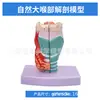 Modelo de Garganta Aumentado 2X para Enseñar Pronunciación y Anatomía, Simulando la Garganta, Laringe, Cabeza de la Garganta y Tiroides