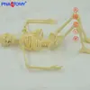 Modelo de Esqueleto Humano Pequeño de 45 cm Desmontable y Móvil Esqueleto Juguete Espécimen