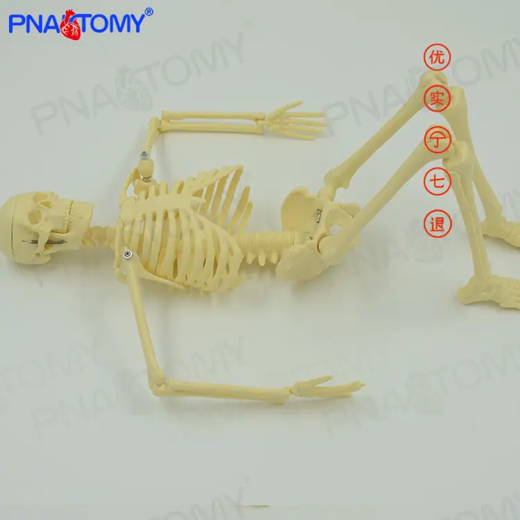 45CM骨骼02