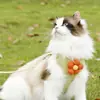 Nueva correa de flores para gato, arnés estilo chaleco para perro, venta al por mayor de artículos para mascotas, tienda de mascotas, gatito ragdoll