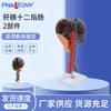 Pnt-0452 Fígado Pâncreas Duodeno 2 Componentes com Modelo de Anatomia do Fígado Modelo de Seção do Fígado Pâncreas Duodeno