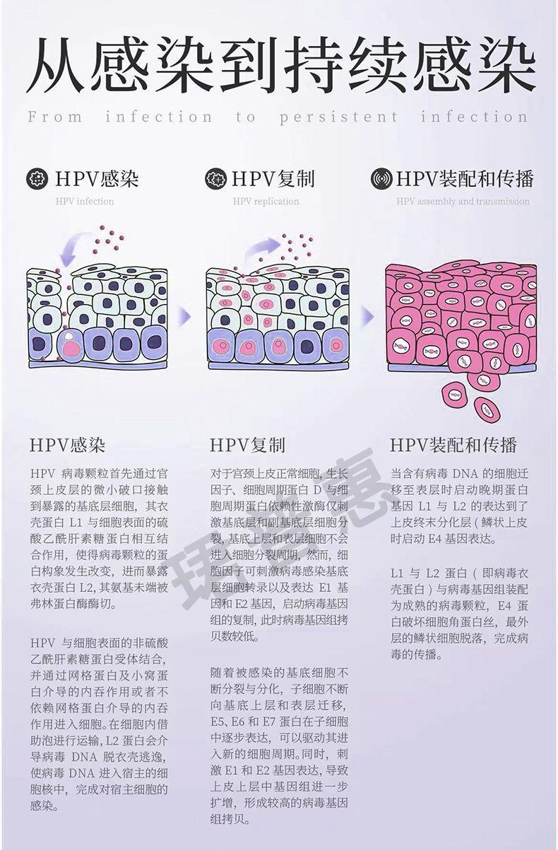 珺普惠医用抗HPV生物蛋白功能敷料病毒干扰素凝胶降低载量妇科阴