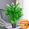 Las Plantas en Maceta Anthurium van sobre ruedas, Plantas Florales de Cesta de Rábano Verde, Florales de Interior, Plantas Verdes de Palma Blanca Hidropónicas, Los Árboles de la Fortuna son chupados con Shihai