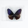 Adorno de mariposa real, alas de mariposa real, regalo de cumpleaños creativo para estudiantes, caja transparente