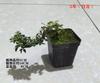 Bonsái de nieve de junio tigen de borde dorado acantilado miniatura floración árbol pequeño en maceta modelado de pila escritorio de oficina interior