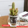 Plantas Verdes Hidropónicas Rábano Verde Gardenia Árbol del Dinero Hiedra Espárragos Bambú Pequeñas Plantas Verdes de Interior Plantas de Maceta Perennes para Todas las Estaciones