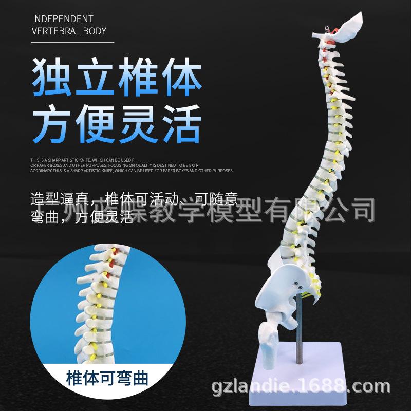 45立式脊柱带骨盆及股骨-主图2