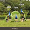 Escultura de fibra de vidrio de simulación de pavo real al aire libre con pantalla abierta, decoración de animales del bosque para parque, paisaje de jardín, boceto de jardín