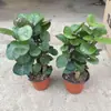 Planta de Interior Grande em Vaso para Sala de Estar ou Escritório, Árvore do Dinheiro com Folhas Redondas, Boa Planta para Prosperidade