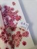 Ciruela Perlada, Narciso Pequeño, Flor de Ciruelo Pequeña, Flor de Cinco Estrellas, Flor de Cinco Pétalos, Flor Seca para Uñas, Estampado de Funda de Teléfono de Resina Transfronteriza
