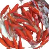 Alevines Vivos de Pez Dorado Ornamental Rojo y Blanco de Raza Pura para Agua Fría, Pez Ornamental Koi Rojo Resistente al Agua Dulce Tricolor