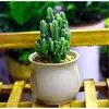 Plantas Florales Combinadas Flor de Interior Cactus Estrella Suculentas Cactus sin Espinas Bola de Cactus Plantas Pequeñas en Maceta Leide Rara