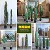 Planta de cactus de simulación paisaje desértico verde cactus mexicano midiendo pies columna de cactus falso plantas verdes de arena