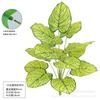 Imitación de hoja de taro de color real, planta verde, tacto de hoja de taro, sala de exposiciones para el hogar, decoración de pared de plantas, hoja de tortuga, fotografía al por mayor