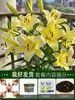Perfume Importado Lírio Rosa Lírio Planta em Vaso Que Floresce em Todas as Estações e É Fácil de Viver em Ambientes Internos com Botões e Planta Resistente ao Frio Flores
