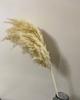 Estilo INS blanco grande Reed Reed mango transfronterizo Amazon nórdico cola de gato ramo DIY Yunnan flor seca al por mayor