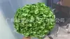 [Niebla Natural Hortensia] Flor Eterna Flor Seca Hortensia Anna Hortensia Lobular Material para Boda DIY Venta al por Mayor