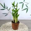 Buena Suerte y Riqueza Loto Bambú Maceta Plantas Verdes de Interior Sala de Estar Oficina Festival Planta Alta Loto Bambú Planta de la Fortuna