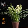 Plántulas de Orquídeas con Capullos, Jianlan Tianxiang, Plantas de Flores en Maceta de Aroma Fuerte, Plantas de Interior Fáciles de Cultivar Florales Preciosos en Todas las Estaciones