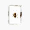 Resina de Venta Caliente Transfronteriza Muestras de Insectos Reales Araña Escorpión Saltamontes Regalo de Recompensa para Estudiantes de Primaria Regalo Artesanal