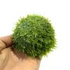 Cauda de fênix musgo hemisfério mariposa bola chorando hemisfério afundado bola flutuante grande triângulo bola de mariposa plantas aquáticas vivendo plantas aquáticas reais