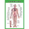 Estructura Promocional Diagrama Sistema Diagrama Esquemático Anatomía Médica Órganos Humanos Cartel de Pared Corazón Órganos Internos Hospital Cuerpo Humano
