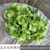 Hortensia de Tela de Cinco Cabezas, Hortensia Quemada, Decoración de Salón de Banquetes de Boda Flor Artificial, Pared de Flores Artificiales para Escenario de Hotel