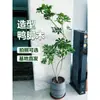 Planta Grande de Madera Pata de Pato en Maceta para Interior para Purificación del Aire, Adecuada para Dormitorio y Sala de Estar, Perenne Todo el Año, Planta Verde de Moda