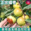 Dropshipping Árvore Autêntica Pan Zao Miao para Jardins do Norte e do Sul, Árvore Frutífera Grande em Vaso, Azêdas Doce e Crocante Enxertadas