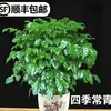 Árvore Feliz Plantada em Vaso Planta Verde de Interior Tronco Grosso Velha Raiz Árvore da Fortuna Sala de Estar Árvore do Dinheiro Tesouro Verde Sempre Verde o Ano Todo Fácil de Manter