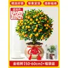 Plántulas de Árbol de Kumquat, Plantas en Maceta, Comestible con Piel Crujiente, Naranjas de Cuatro Estaciones, Flores de Interior y Plantas Verdes para la Sala de Estar, Enviado con Fruta
