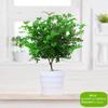 Plantas Que No Requieren Luz Solar, Madera Fragante, Florales Amantes de la Sombra, Eliminación de Formaldehído, Eliminación de Olores, Repelente de Mosquitos, Fácil de Mantener en Interiores