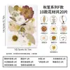 Materiales para manualidades con flores secas en relieve, marcapáginas para niños, pétalos de flores reales, calcomanías de maquillaje, especímenes de plantas, decoraciones de flores prensadas para resina