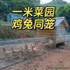Pista de Carrera para Pollos al Aire Libre, Túnel para Pollos de Corral, Gallinero Especial para Corral Libre, Jaula para Pollos para Pasear, Red de Cría Móvil para Pollos de Corral