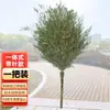 Atacado de Fábrica Grande Vassoura Cabo de Bambu Modelo Integrado Limpeza Escola Vassoura de Varrição Ruas Fábrica Limpeza Vassoura de Bambu