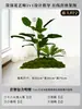 Musgo para Paisajismo de Plantas Verdes Plantas Artificiales Decoración Flores Artificiales Combinación Tropical para Interiores Paisaje de Ventana Persa Arreglo de Césped