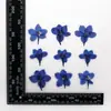 Qiandowahua Baffle Cola de Gotejamento Flor Seca Material de Relevo DIY Capa de Celular Planta com Flor Seca Espécime Ensino Flor Real