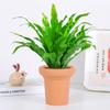 Dropshipping Helecho Nido de Ave Helecho en Maceta Follaje de Interior Planta Verde Flor Sala de Estar Oficina Escritorio de Empresa Planta Novedad