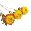 Ins Decoración al por Mayor Algodón Nomeolvides Natural Espigas de Trigo Ramo de Flores Secas Muebles para el Hogar Accesorios de Fotografía Frescos Pequeños