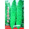 Sementes de Melão de São Caetano Longo Verde Yonghong Taiwan, Maturação Precoce, Melão Doce e Crocante, Verde Crocante e Brilhante, Sementes de Melão de São Caetano Altamente Adaptáveis