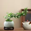 Bonsai Neve de Junho Planta de Penhasco, Vegetação de Escritório Estilo Zen, Fácil de Cuidar o Ano Todo, Absorvedor de Formaldeído, Planta de Interior para Mesa de Escritório Mesa de Café