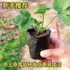 Crema para Plántulas de Fresa Siembra de Fresas Resultados en Cuatro Estaciones Jardín en Maceta Balcón Interior Taza para Plántulas de Fresa Plántula